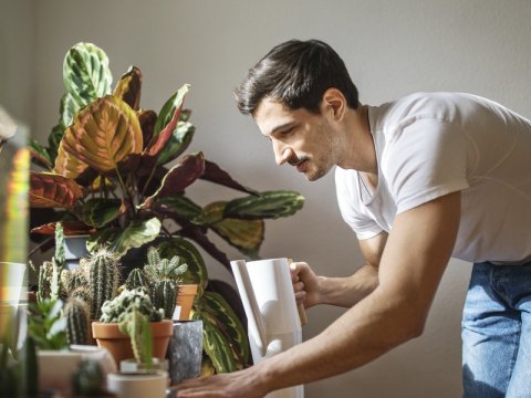 Kamerplanten voor een knusse herfstsfeer: 10 sfeermakers in warme tinten 